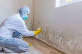 Trusted Monument, CO Mold Remediation Experts